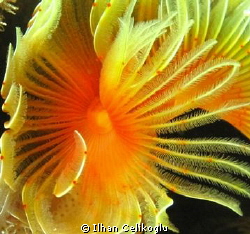 Bristle Worm...Flower of the Mediterranean Sea by Ilhan Celikoglu 